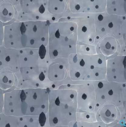 Stellar Umbra from Eclipse (FS)