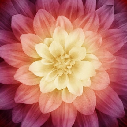 Panel - Sugarplum Panel by Dream Big (Hoffman)